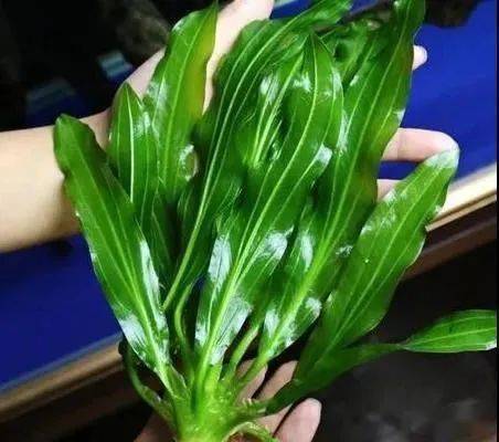 鱼缸仿真水草：打造逼真海洋世界的秘密武器