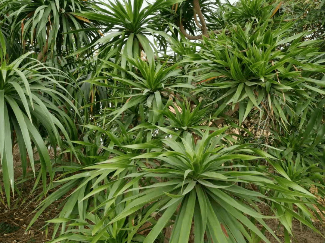 與恐龍同時代的龍血樹葉,防治乳腺增生,尿路感染,婦科炎症,降血糖有奇