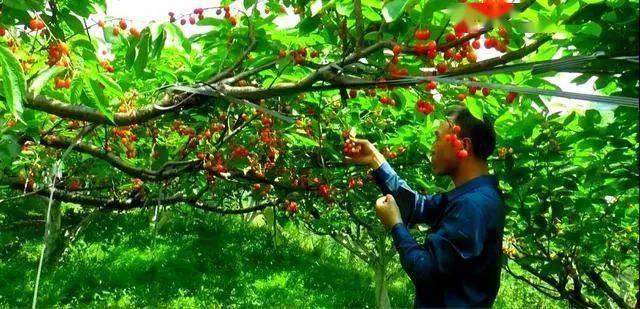 贵阳吃货准备好,"恩涛"可以讨了_樱桃