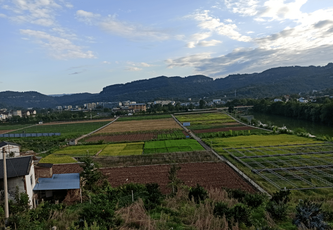 看区县第十一届桑果采摘节开幕来万州采桑葚吧