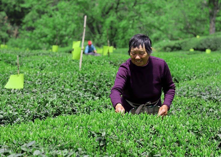 黄山市休宁县第三届流口茗洲有机茶文化旅游节开幕