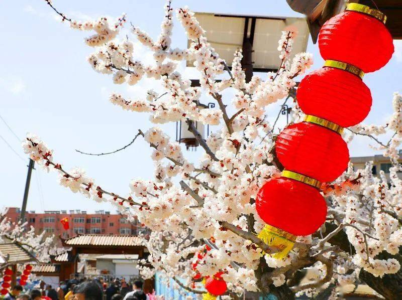 大孤山杏梅花节开幕30张美图曝光盛会持续3天