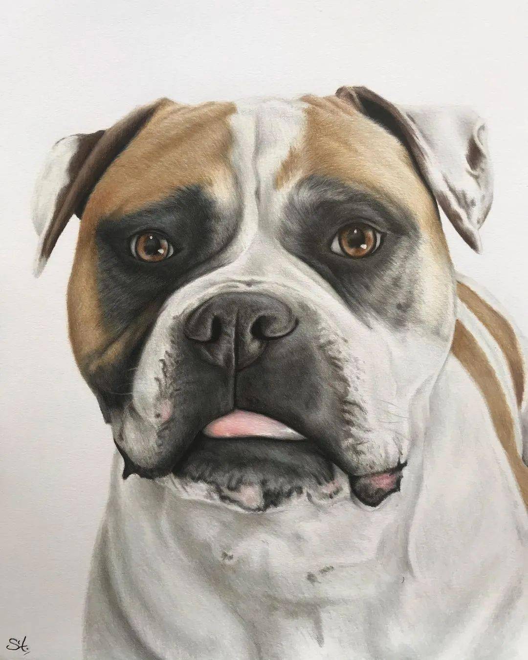 彩铅狗狗手绘 好写实啊_基础