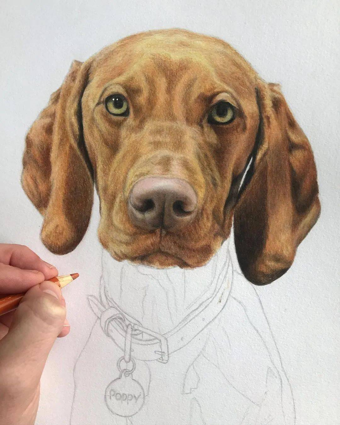 彩铅狗狗手绘 好写实啊_基础