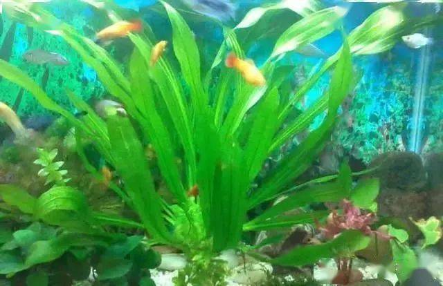 水草发黄原因及预防水草发黄的措施 症状