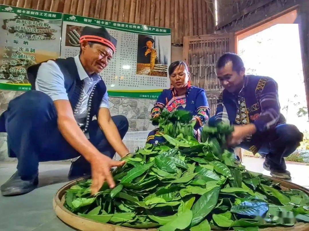 普洱市江城哈尼族彝族自治县种茶历史久远,江城人把春茶,夏茶大部分