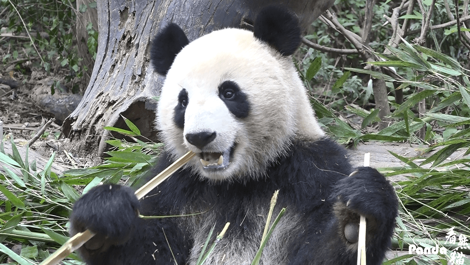 出彩滾滾快來啊那個一毛不拔的小編放庫存啦