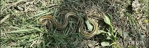 一条三线蛇闯入南宁一小区 长约2米 重约2斤 是无毒的锦蛇属 毒蛇