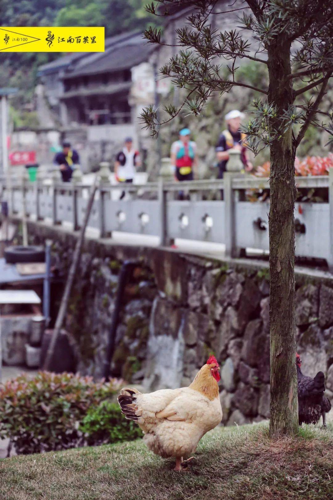 梁晶打破赛道纪录 18 24 23冲线江南百英里 收获奖金三万多 选手