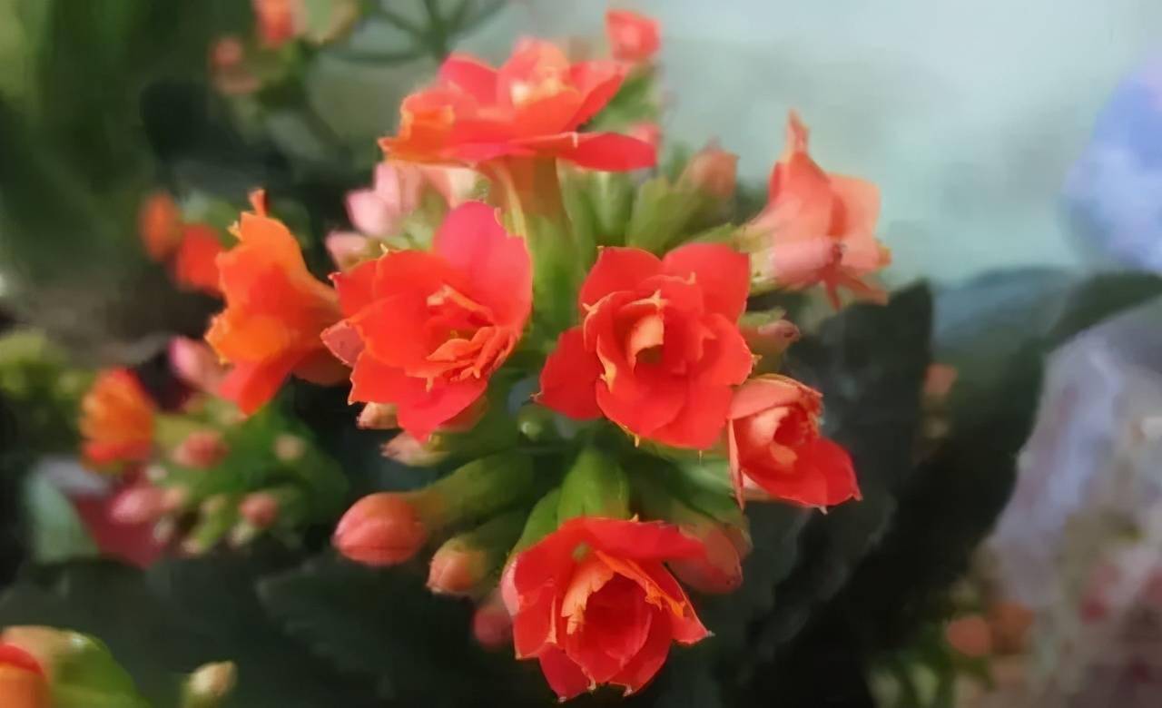 最适合老人养的四种花,健康长寿又养心