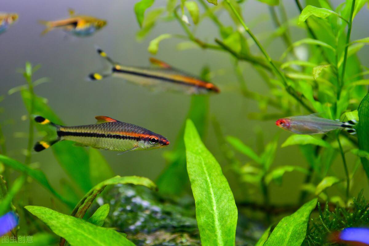 想养鱼又没时间管资深鱼友推荐养白云金丝鱼不用管也能养好