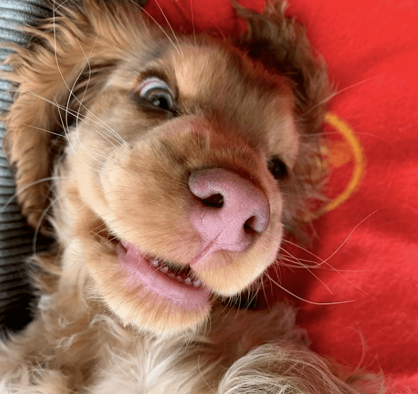 小狗勾因一双迷人眼睛火爆全网网友迪士尼在逃公主