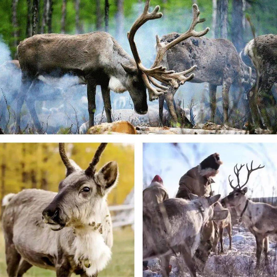 呼伦贝尔探秘驯鹿部落邂逅童话小镇草原之外也精彩