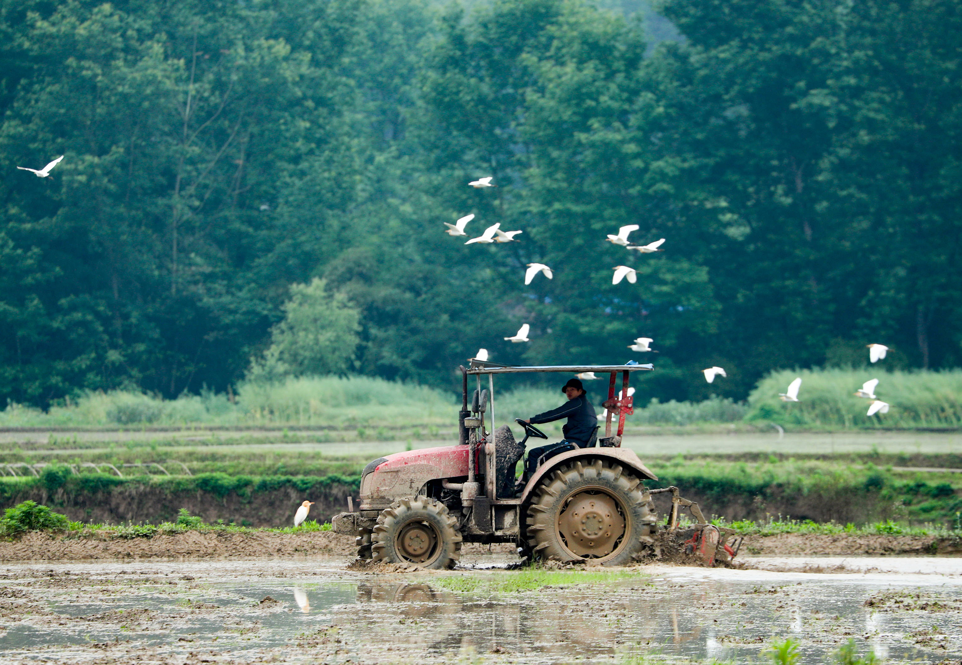 谷雨将至农事忙