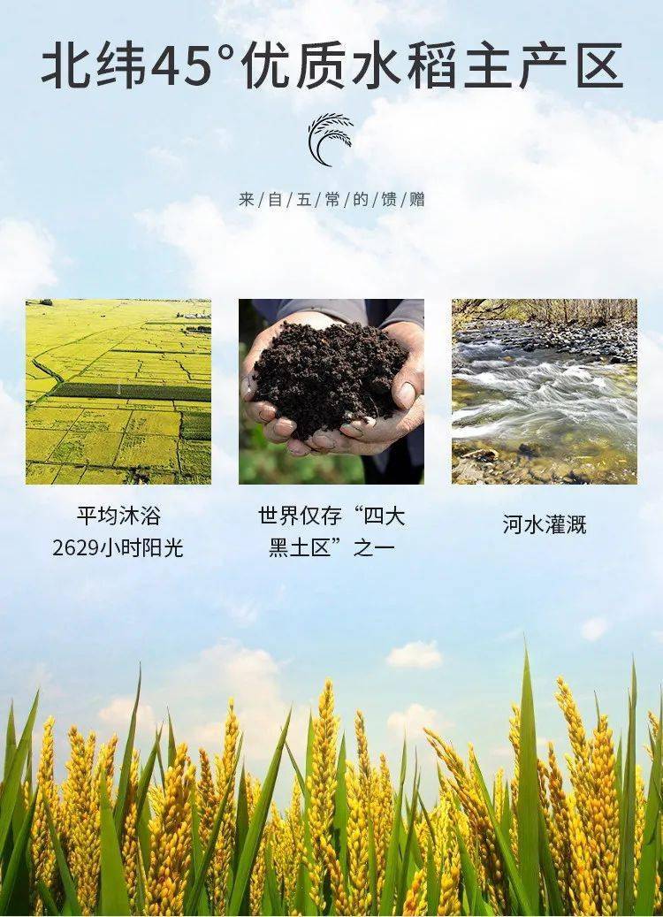 当季新米五常产地直发53折抢国际金奖五常大米