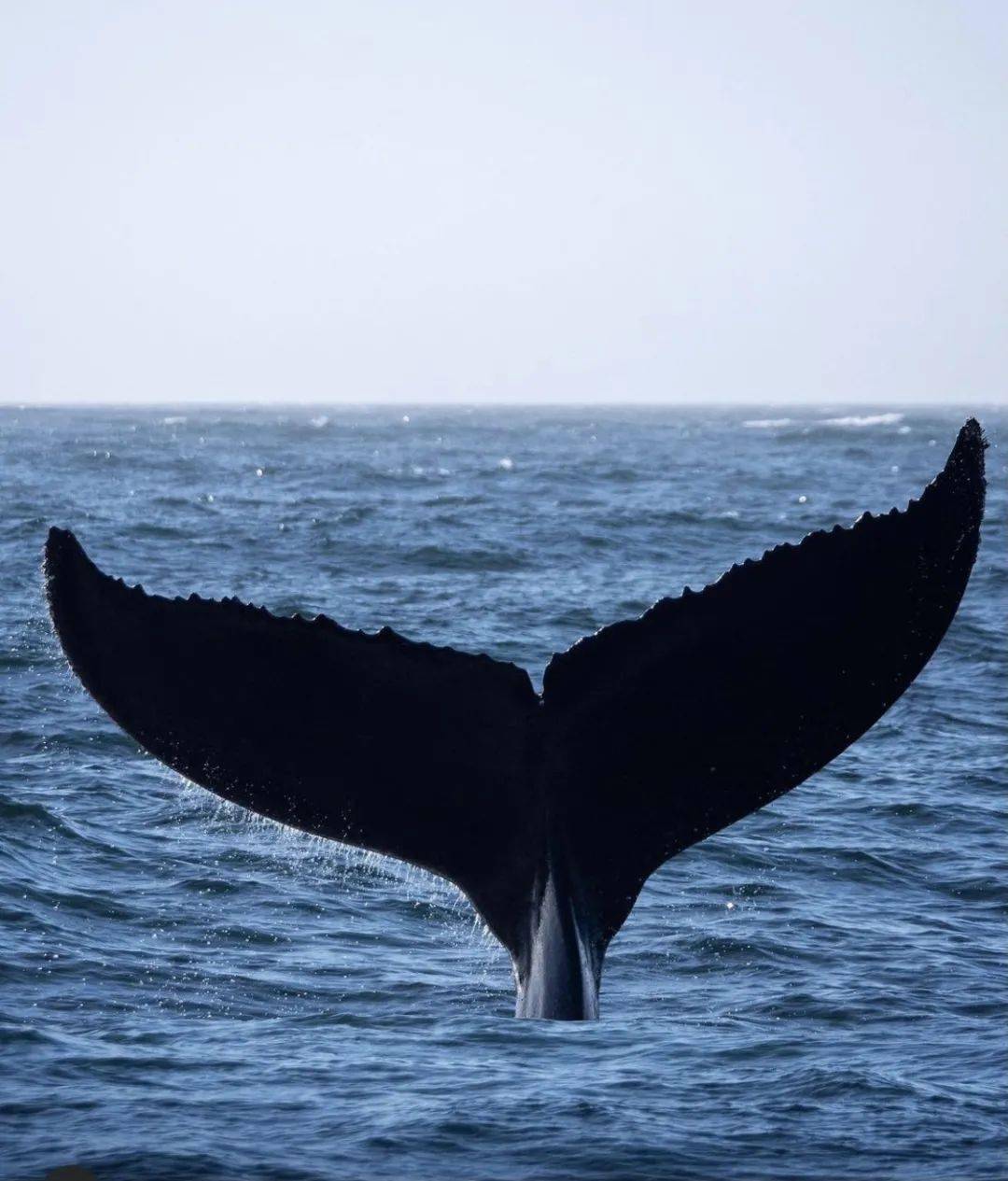 悉尼一年一度观鲸季来啦！！15条最全观鲸路线！画面十年一遇，不容错过！_鲸鱼