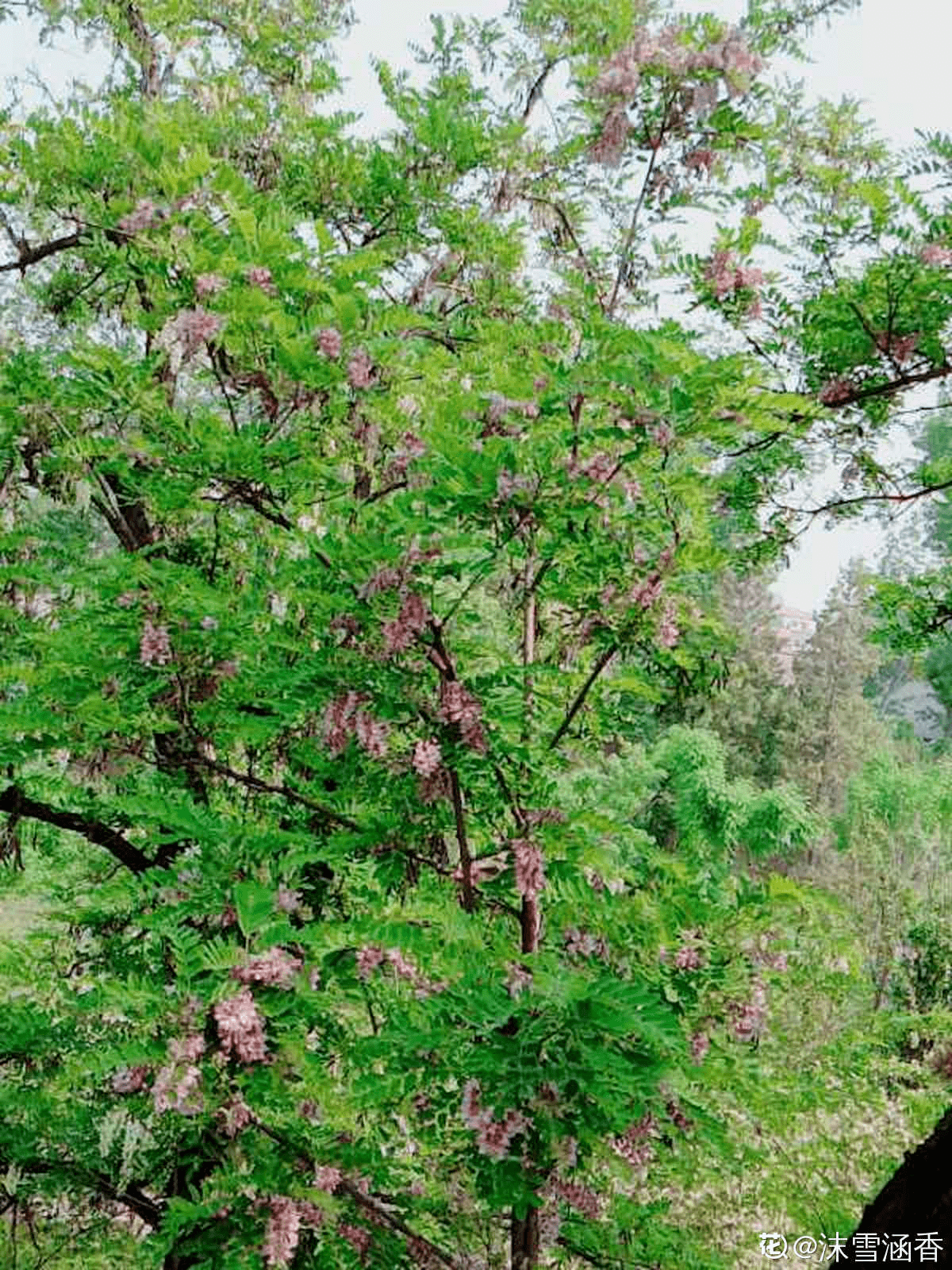 晋州市槐树村有多少人口_晋州市槐树镇中学