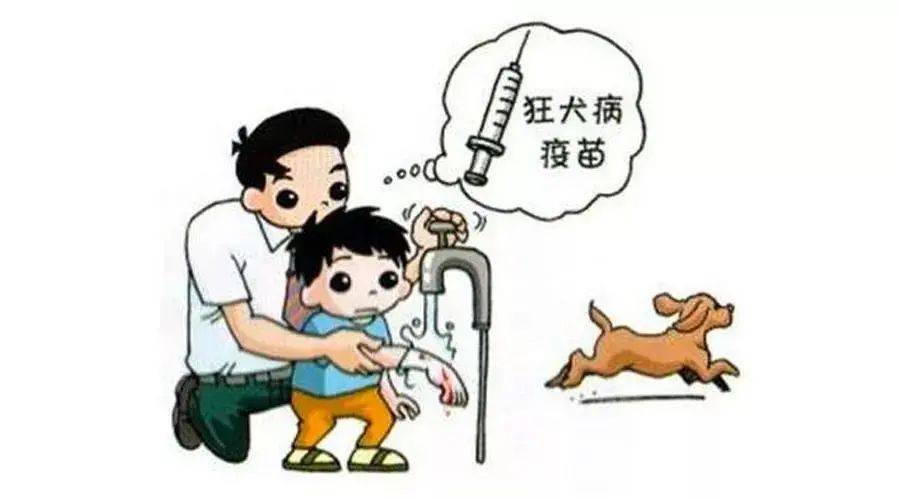 狂犬病人口水会传染吗_科普︱狂犬病的危险被夸大了吗(3)