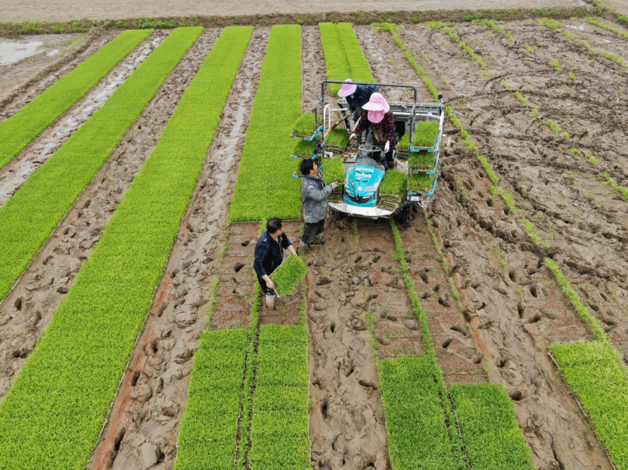 插秧机,无人机齐上阵 科技助力掀起春耕春种高潮