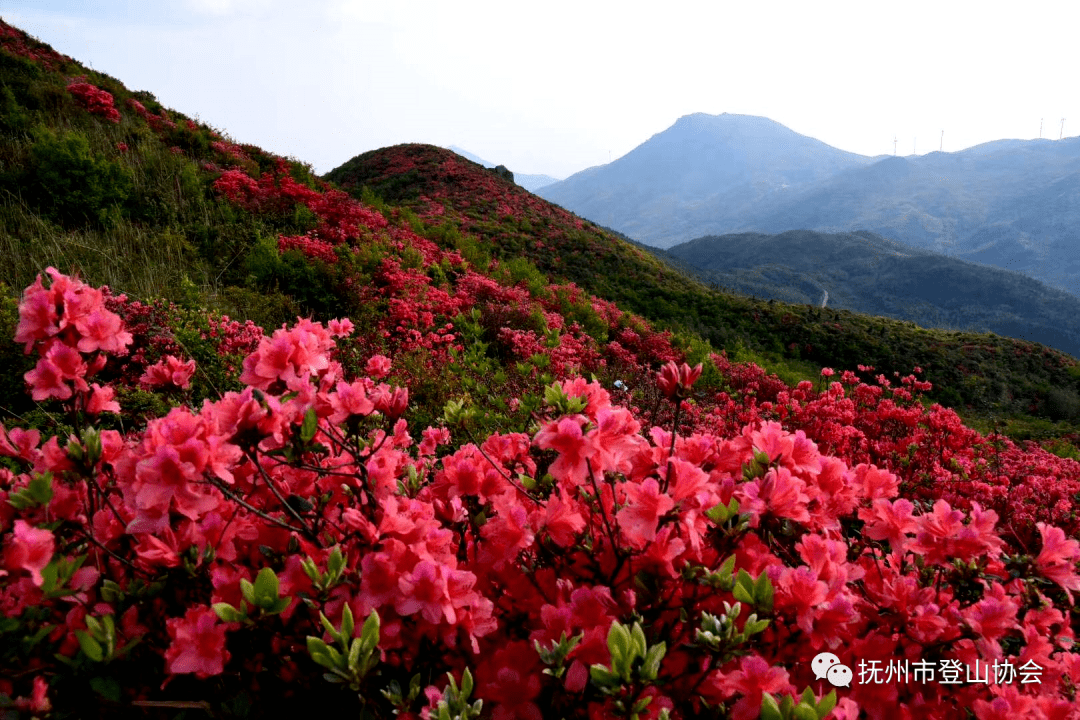 花期不等人2021年4月24日丰城杜鹃花海登山一日活动