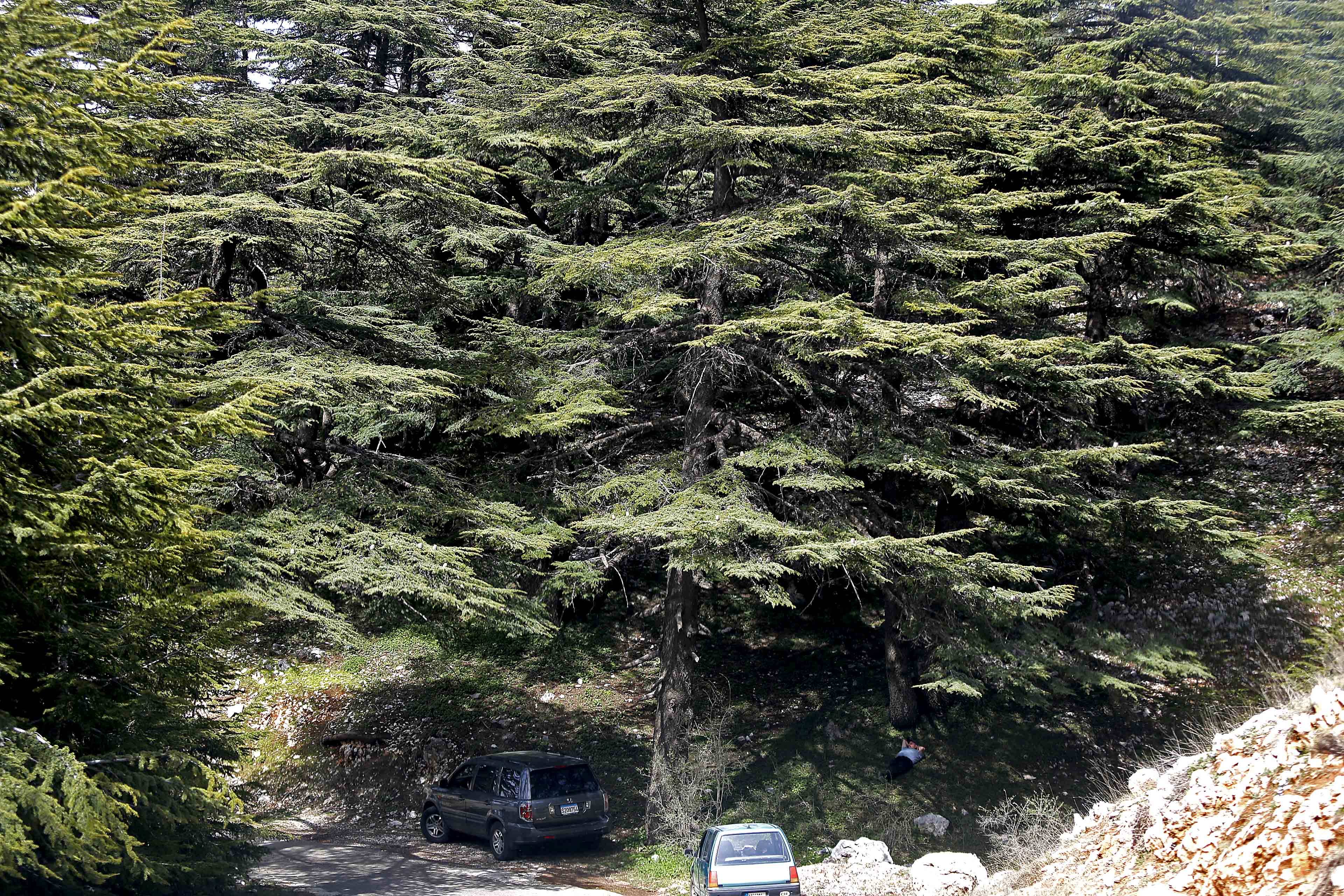 黎巴嫩的雪松林图片
