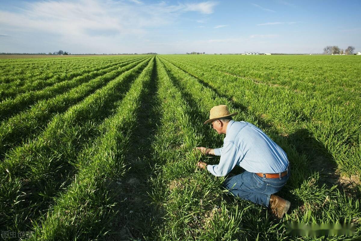 种植一亩牧草可养多少只羊