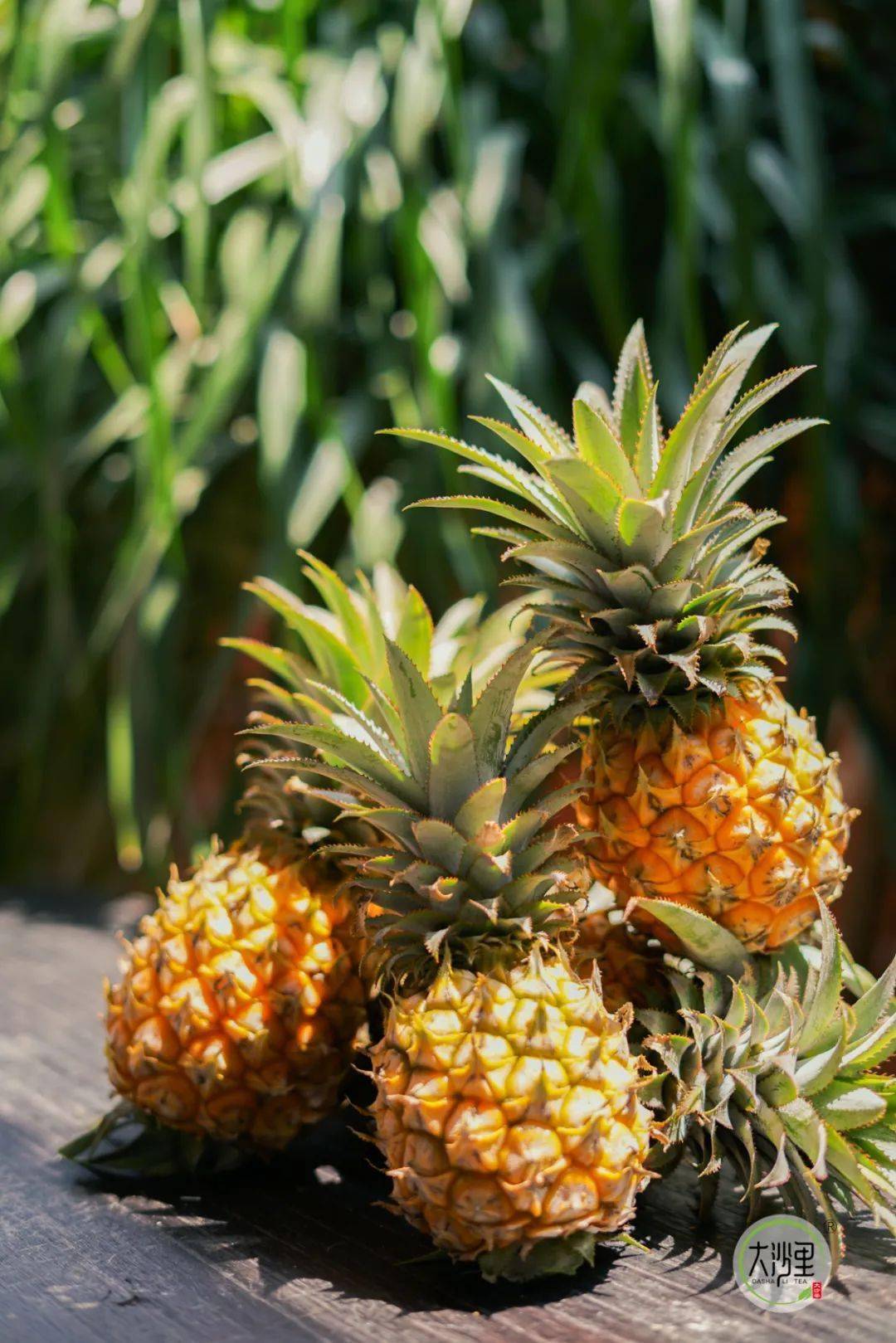 什么江门也有菠萝的海地址就在
