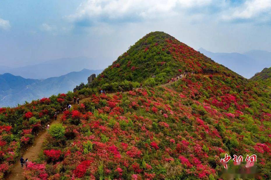 【航拍】走红网络,升华山上大片杜鹃花盛开!_丰城