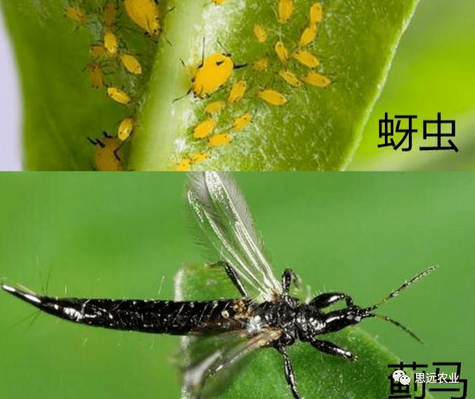 蚜虫蓟马危害与防治