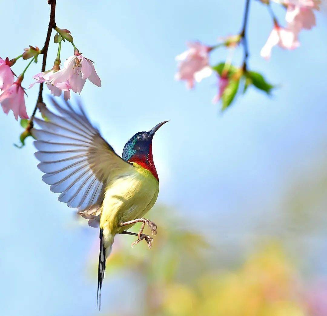 春來千鳥鳴啾啾!南山植物園開展四月愛鳥主題活動