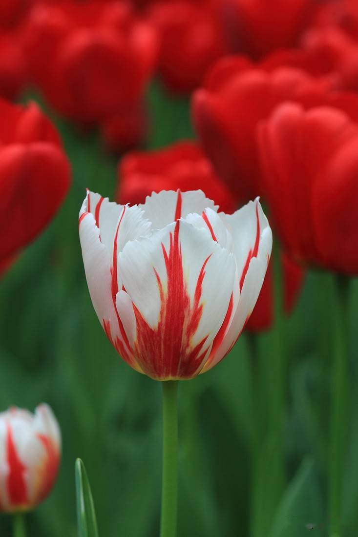 最艳丽之花还是郁金香_国花