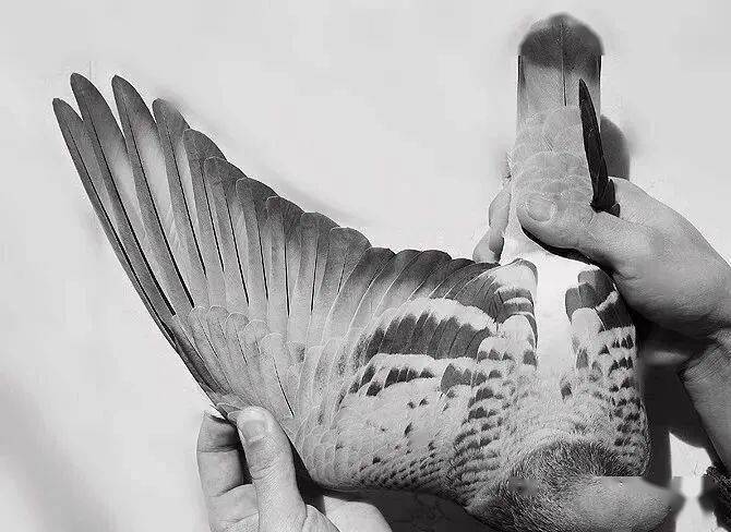 顶级翅膀鉴赏(收藏)