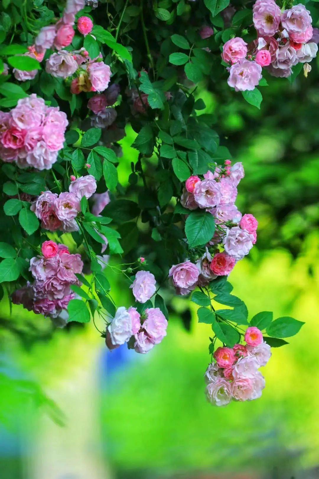 湖城"文艺网红花"终于上线,快去打卡拍照吧_蔷薇