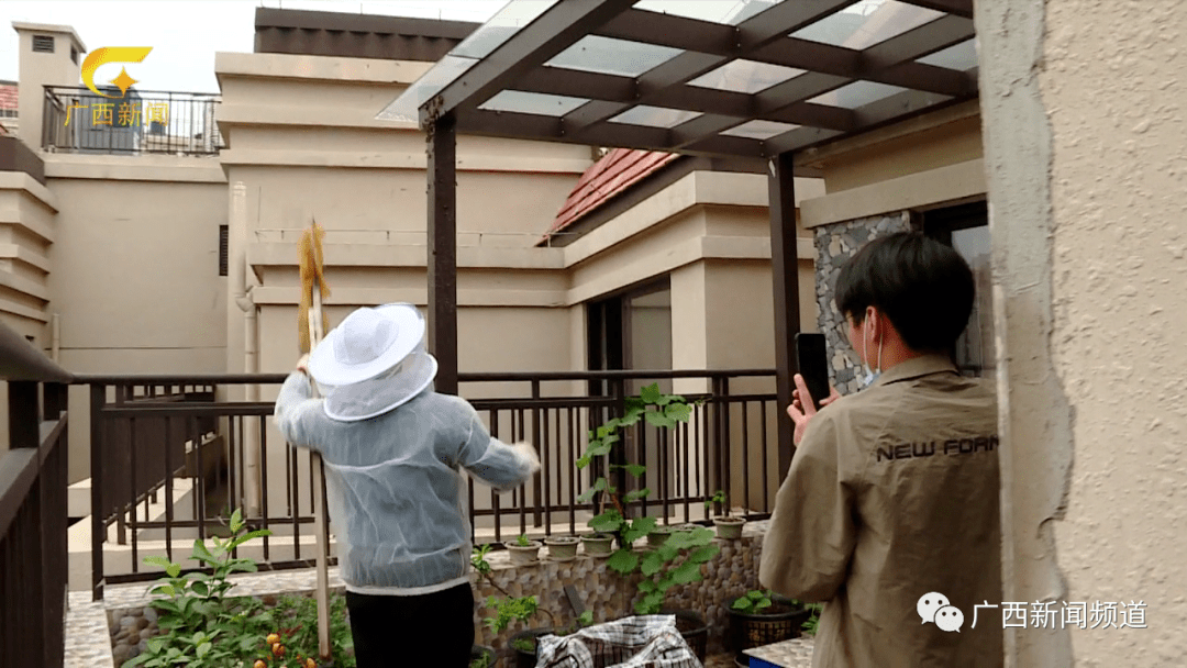 楊建軍用清水沖洗了露臺立柱上蜂王留下的氣味信息素,蜂王通常通過