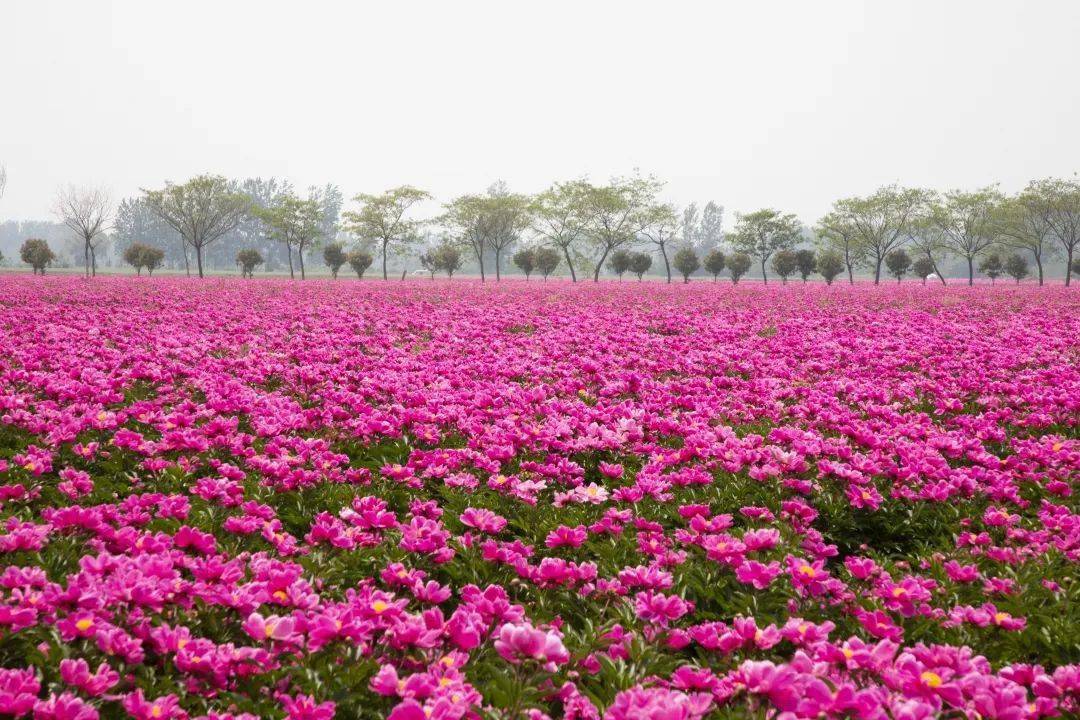 春游江淮请您来 | 四五月里来亳州,把酒吟诗看芍花!