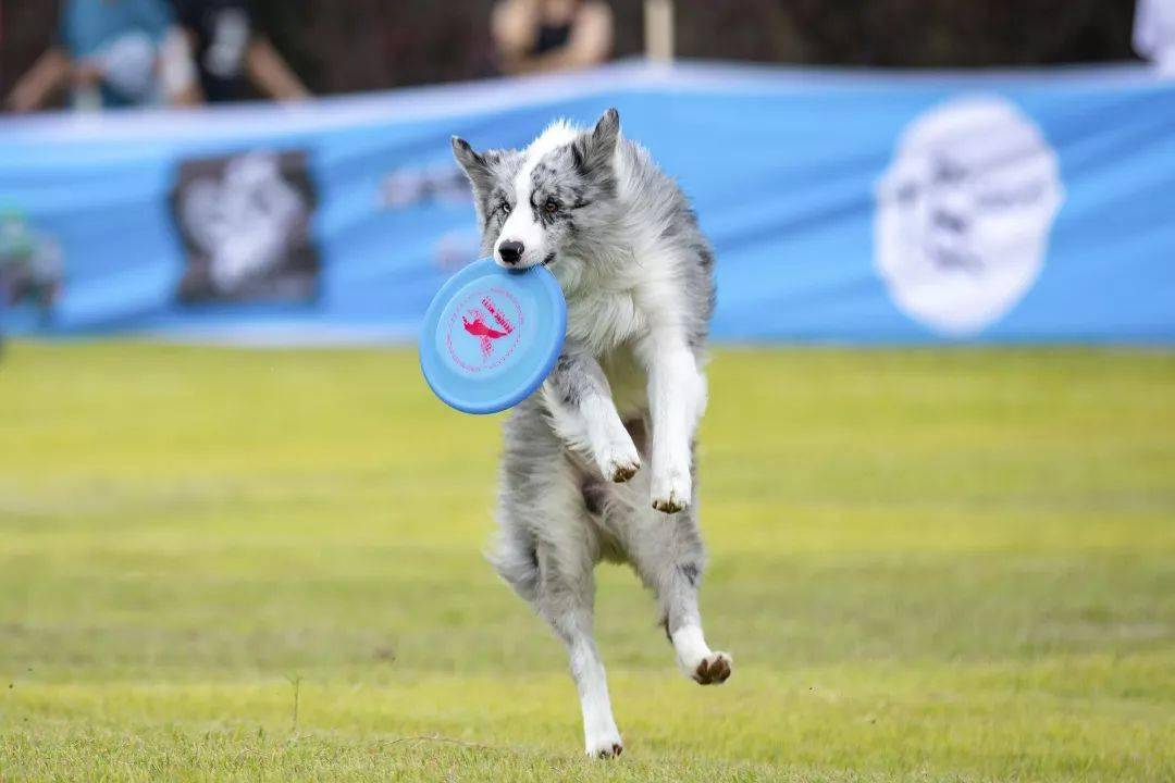 拉克诺斯犬图片