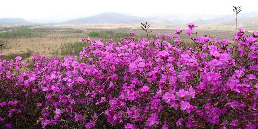东山里拉开伊春达子香赏花季帷幕