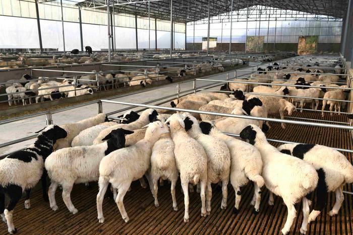 活动现场,陕西省生物农业研究所与西安新天地草业股份公司签订10万元