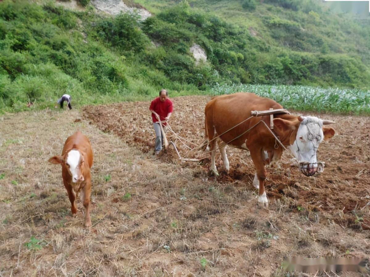 而狗肉这个很多农村也很忌讳,牛是用来耕地的,而狗是用来看家护院的