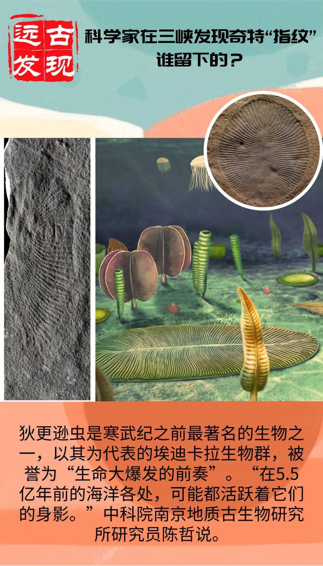 化石|5.5亿年前，谁留下了这枚神秘“指纹”？