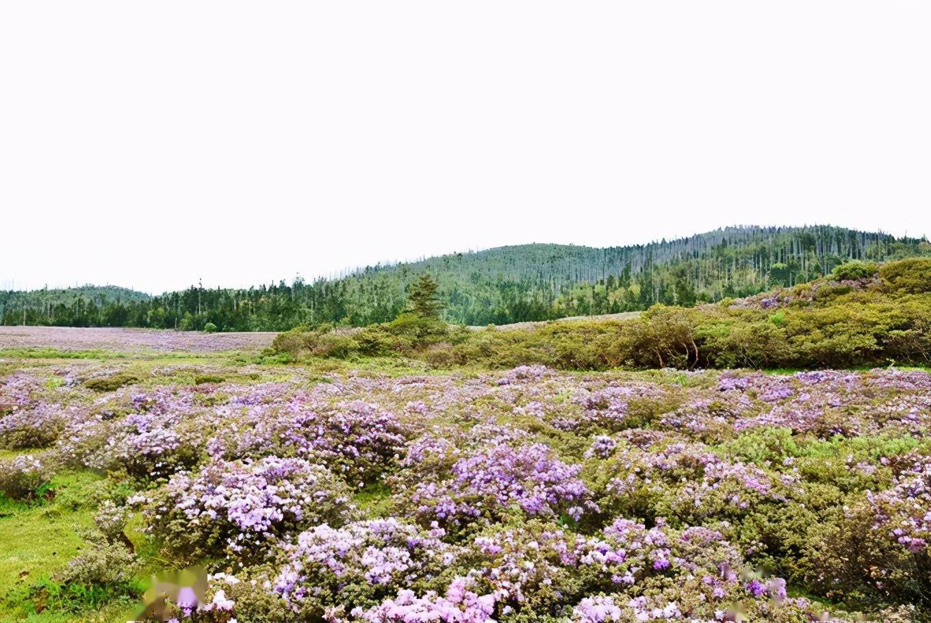 香格里拉七大花海:杜鹃花满山怒放 铺满山林草原,染红青山绿水
