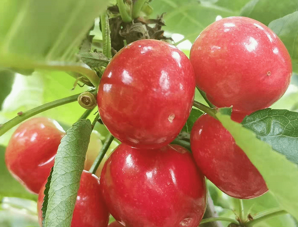 第八届五峰山大樱桃采摘节暨济南新春第一果畅游乡村系列活动冠名赞助