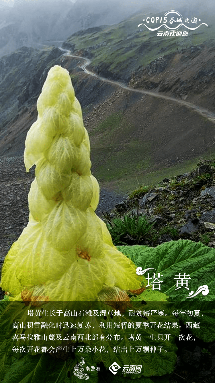 世界地球日|云南生物多样性_动植物