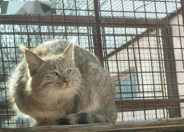 大猫排行_这只圈养“大猫”全球征名!