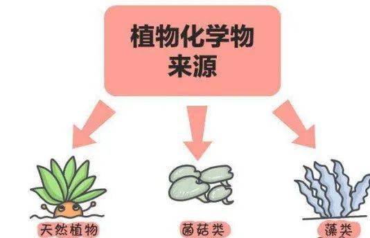 蔬菜水果裡的植物化學物您瞭解多少呢