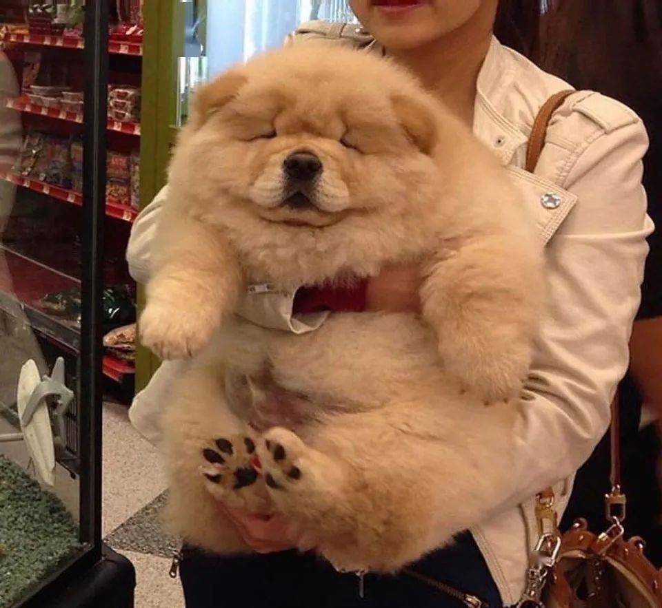 因为长得太凶经常被认为是大黑熊主人别报警其实它是狗