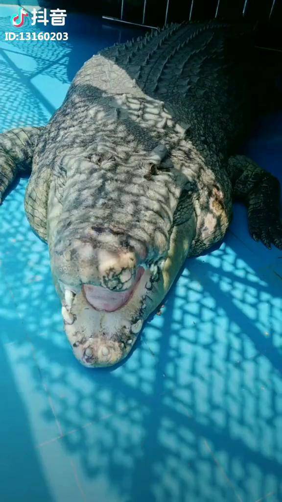 切勿模仿弯鳄咸水鳄我身高173它在亚洲最大台湾赠送
