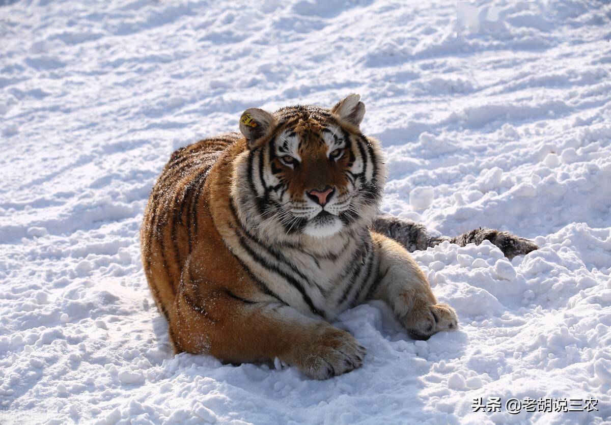 能够一掌拍碎车窗?我们了解一下_老虎