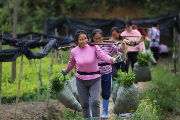 4月22日,在贵州省锦屏县铜鼓镇铜鼓村的苗木代培基地,村民挑运杜鹃花