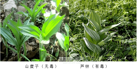 可到医院后医生却表示 他们采摘的不是山糜子,而是有毒的藜芦,又名